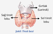 Hamilelik ve Tiroid Hastalıkları (Guatr)